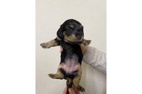 成約済の千葉県のミニチュアダックスフンド(ロングヘアード)-167359の11枚目