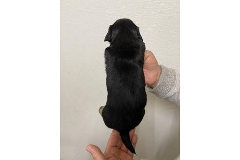 成約済の千葉県のミニチュアダックスフンド(ロングヘアード)-167359の10枚目