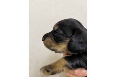 成約済の千葉県のミニチュアダックスフンド(ロングヘアード)-167359の9枚目