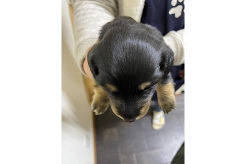 成約済の千葉県のミニチュアダックスフンド(ロングヘアード)-167359の8枚目