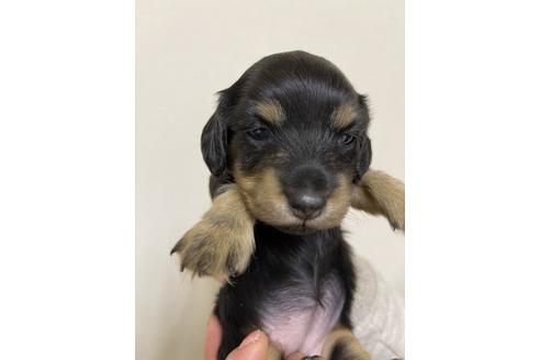 成約済の千葉県のミニチュアダックスフンド(ロングヘアード)-167359の7枚目