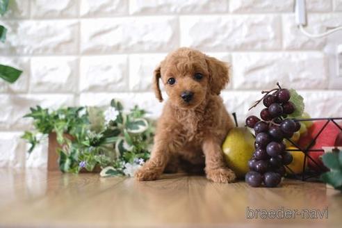 成約済の滋賀県のトイプードル-165525の1枚目