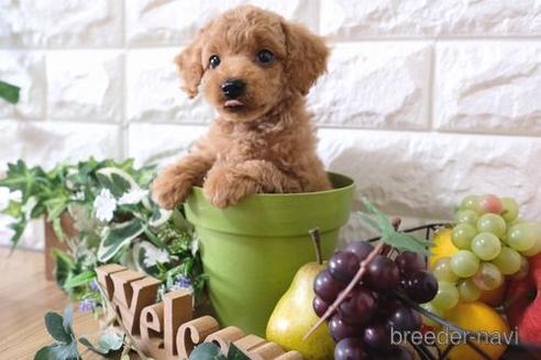 成約済の滋賀県のトイプードル-165525の8枚目