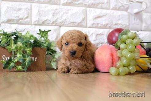 成約済の滋賀県のトイプードル-165525の4枚目