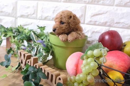 成約済の滋賀県のトイプードル-165525の3枚目