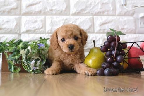 成約済の滋賀県のトイプードル-165544の1枚目