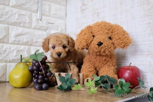 成約済の滋賀県のトイプードル-165544の8枚目