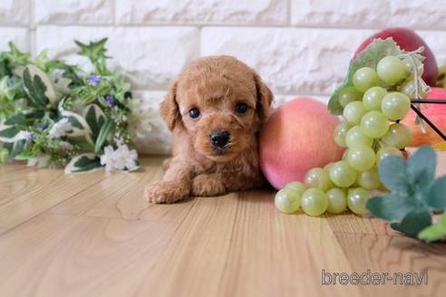 成約済の滋賀県のトイプードル-165544の4枚目