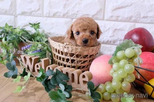 成約済の滋賀県のトイプードル-165544の3枚目