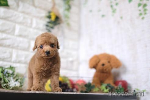 成約済の滋賀県のトイプードル-165546の1枚目