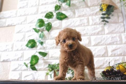 成約済の滋賀県のトイプードル-165546の8枚目