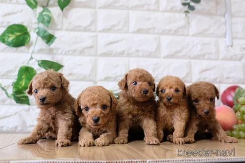 成約済の滋賀県のトイプードル-165546の5枚目