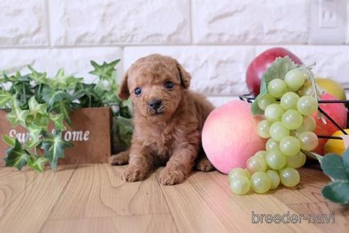 成約済の滋賀県のトイプードル-165546の4枚目