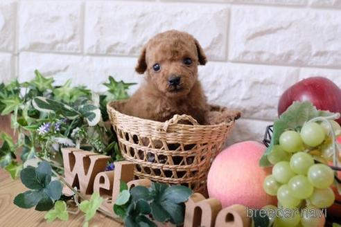 成約済の滋賀県のトイプードル-165546の3枚目