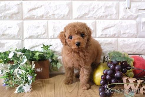 成約済の滋賀県のトイプードル-165548の1枚目