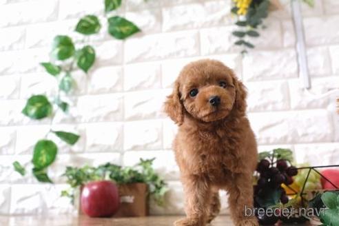 成約済の滋賀県のトイプードル-165548の8枚目