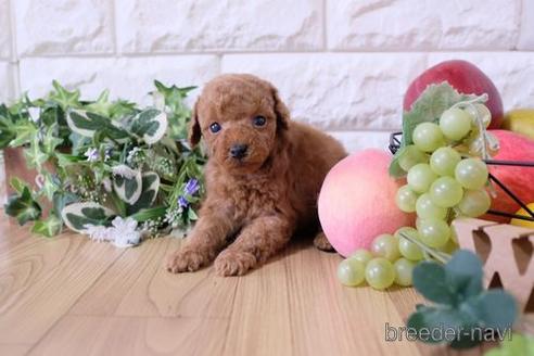 成約済の滋賀県のトイプードル-165548の4枚目