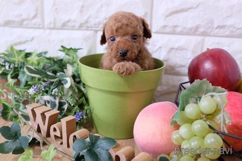 成約済の滋賀県のトイプードル-165548の3枚目