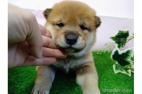 成約済の北海道の柴犬-166106の1枚目