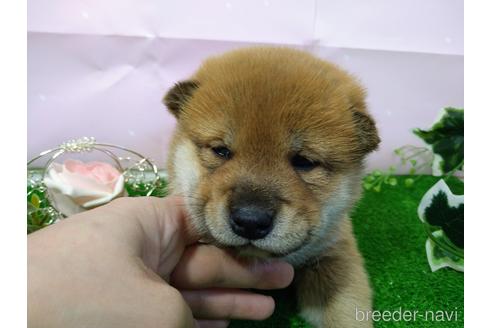 成約済の北海道の柴犬-166106の2枚目