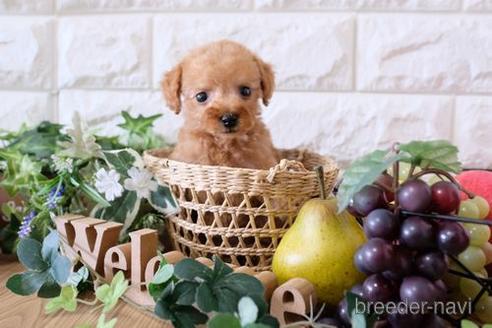 成約済の滋賀県のトイプードル-165552