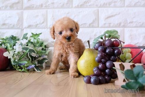 成約済の滋賀県のトイプードル-165552の8枚目