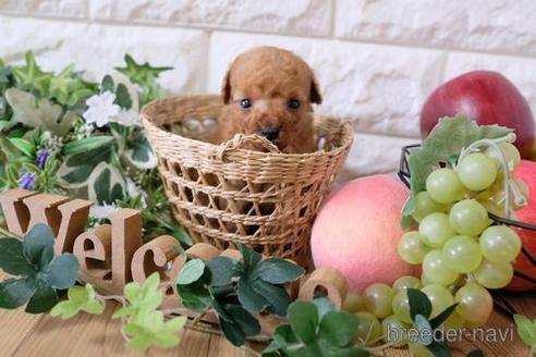 成約済の滋賀県のトイプードル-165552の4枚目