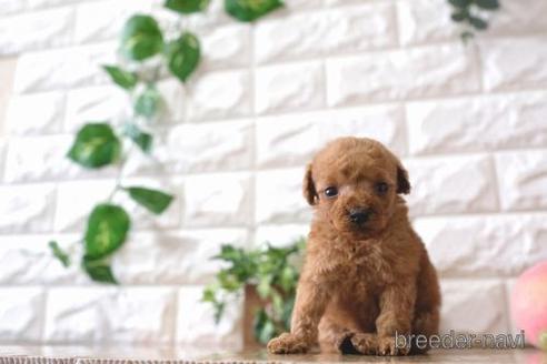 成約済の滋賀県のトイプードル-165552の3枚目