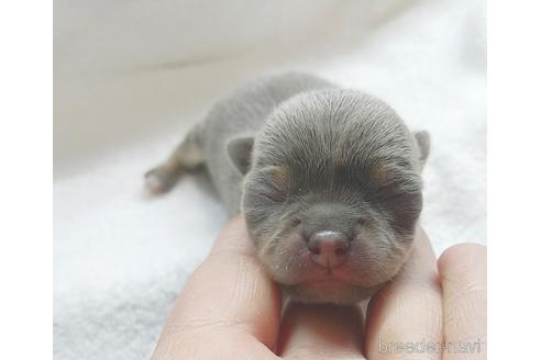 成約済の茨城県のチワワ(スムースコート)-166593の16枚目