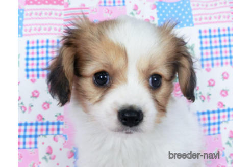 成約済の千葉県のパピヨン-164613の8枚目