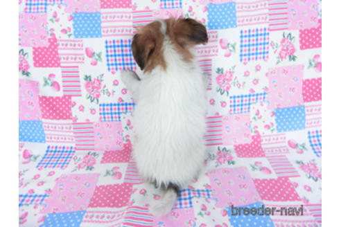 成約済の千葉県のパピヨン-164613の7枚目