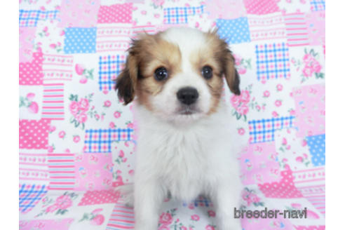 成約済の千葉県のパピヨン-164613の6枚目