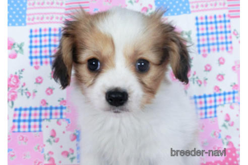 成約済の千葉県のパピヨン-164613の5枚目