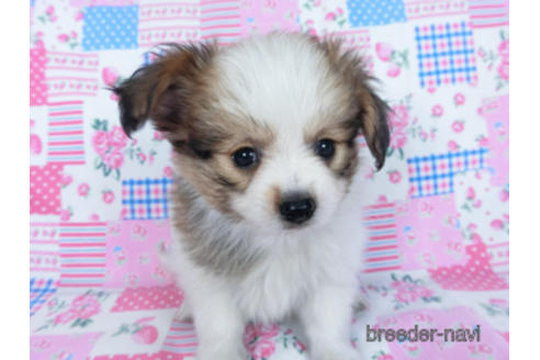 成約済の千葉県のパピヨン-164611の12枚目