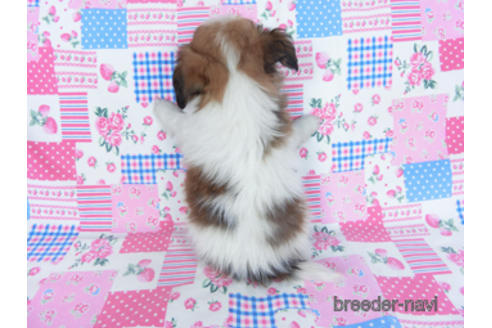 成約済の千葉県のパピヨン-164611の11枚目