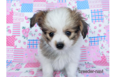 成約済の千葉県のパピヨン-164611の10枚目