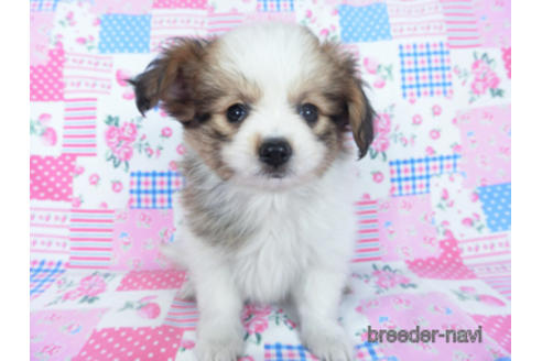 成約済の千葉県のパピヨン-164611の9枚目