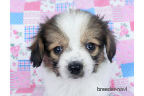 成約済の千葉県のパピヨン-164605の16枚目