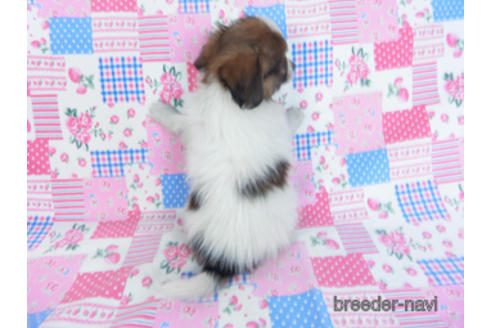 成約済の千葉県のパピヨン-164605の15枚目