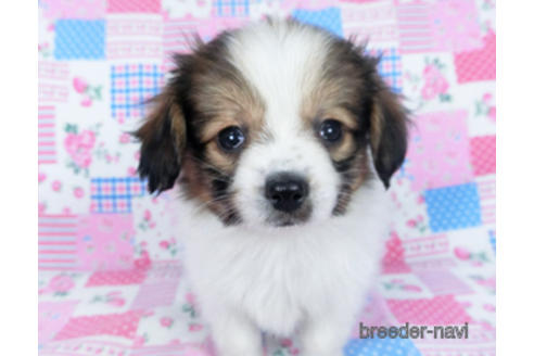 成約済の千葉県のパピヨン-164605の14枚目