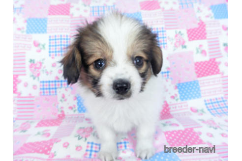 成約済の千葉県のパピヨン-164605の13枚目