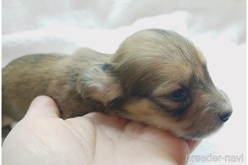 成約済の茨城県のカニンヘンダックスフンド(ロングヘアード)-167391の7枚目
