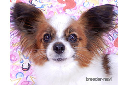 成約済の千葉県のパピヨン-167396の1枚目