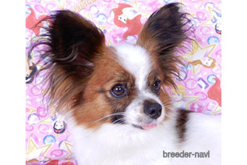 成約済の千葉県のパピヨン-167396の2枚目