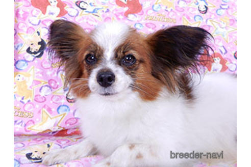 成約済の千葉県のパピヨン-167396の4枚目