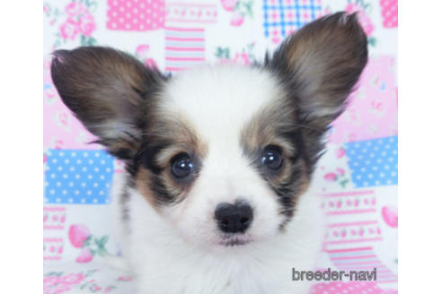 成約済の千葉県のパピヨン-165241