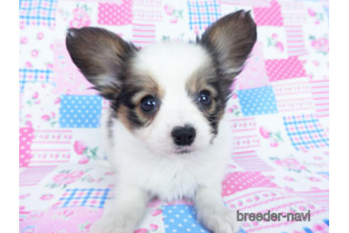 成約済の千葉県のパピヨン-165241の2枚目