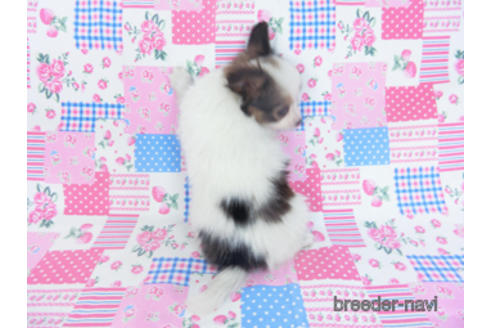 成約済の千葉県のパピヨン-165241の4枚目