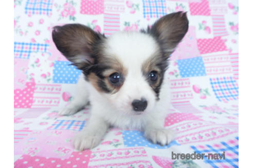 成約済の千葉県のパピヨン-165241の3枚目