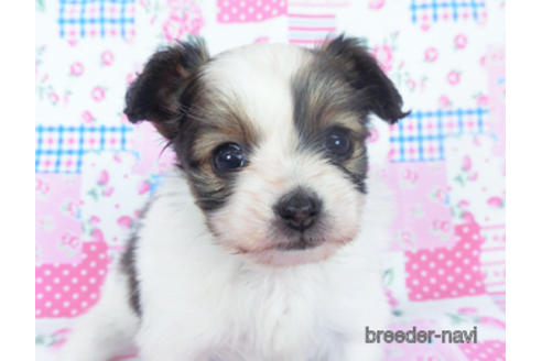 成約済の千葉県のパピヨン-167399の9枚目